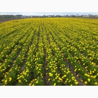 Продаєм насіння кульбаби (Taraxacum officinale)