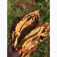 Продам лист табака тютюну Вірджинія середня крепость