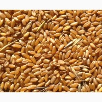 Продажа пшеницы и др.зерновых