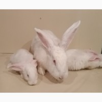 Продам Кролики молодняк разный возраст