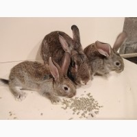 Продам Кролики молодняк разный возраст