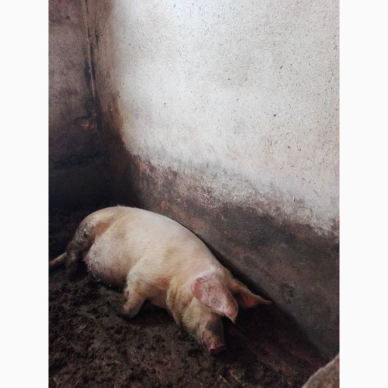 Фото 2. Продам свині різною вагою від 110 до 160