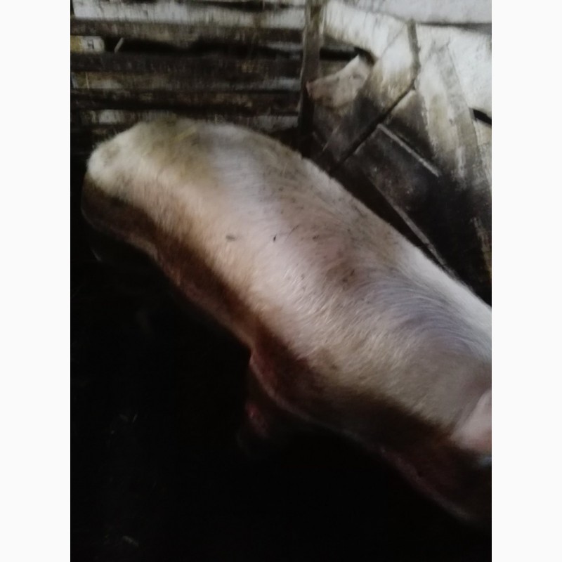 Фото 3. Продам свині різною вагою від 110 до 160