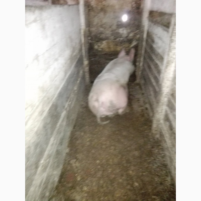 Фото 4. Продам свині різною вагою від 110 до 160
