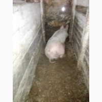 Продам свині різною вагою від 110 до 160