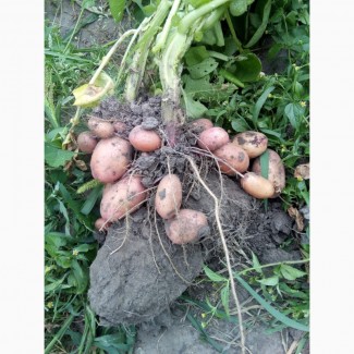 Насіннєва картопля Мирослава