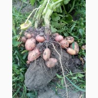 Насіннєва картопля Мирослава