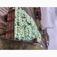 Прода капусту белокачанную
