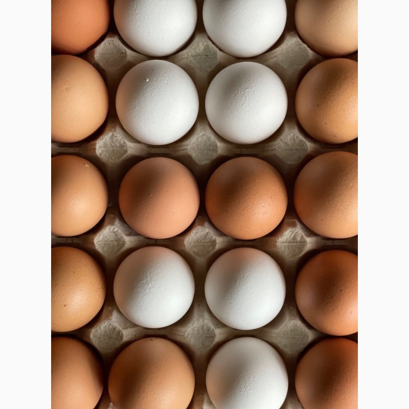 Фото 2. Екологічно чисті яйця домашніх курей розміром C1