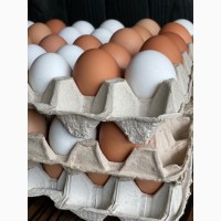 Екологічно чисті яйця домашніх курей розміром C1