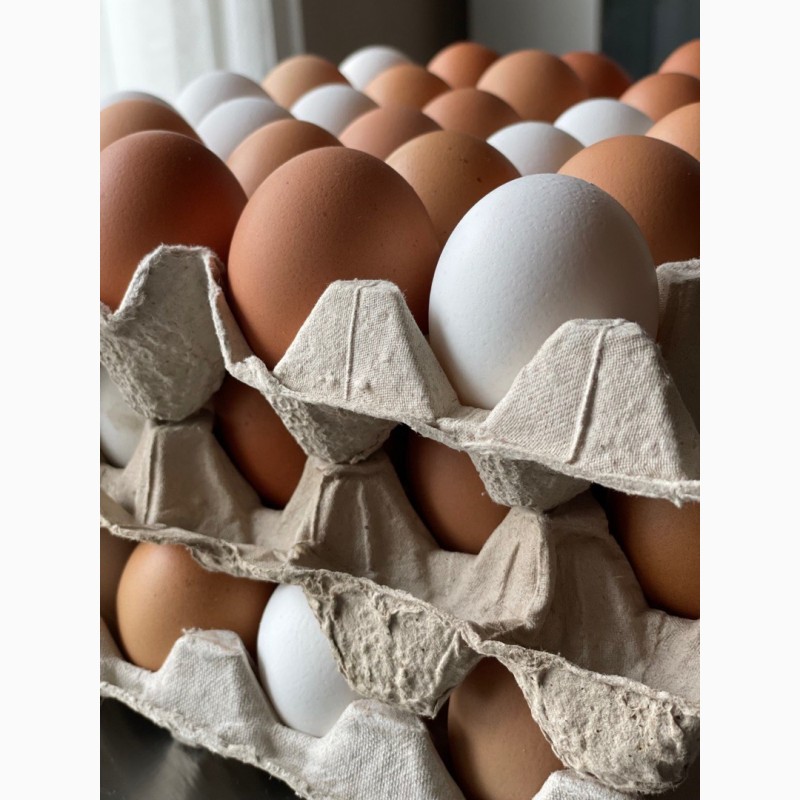 Фото 4. Екологічно чисті яйця домашніх курей розміром C1
