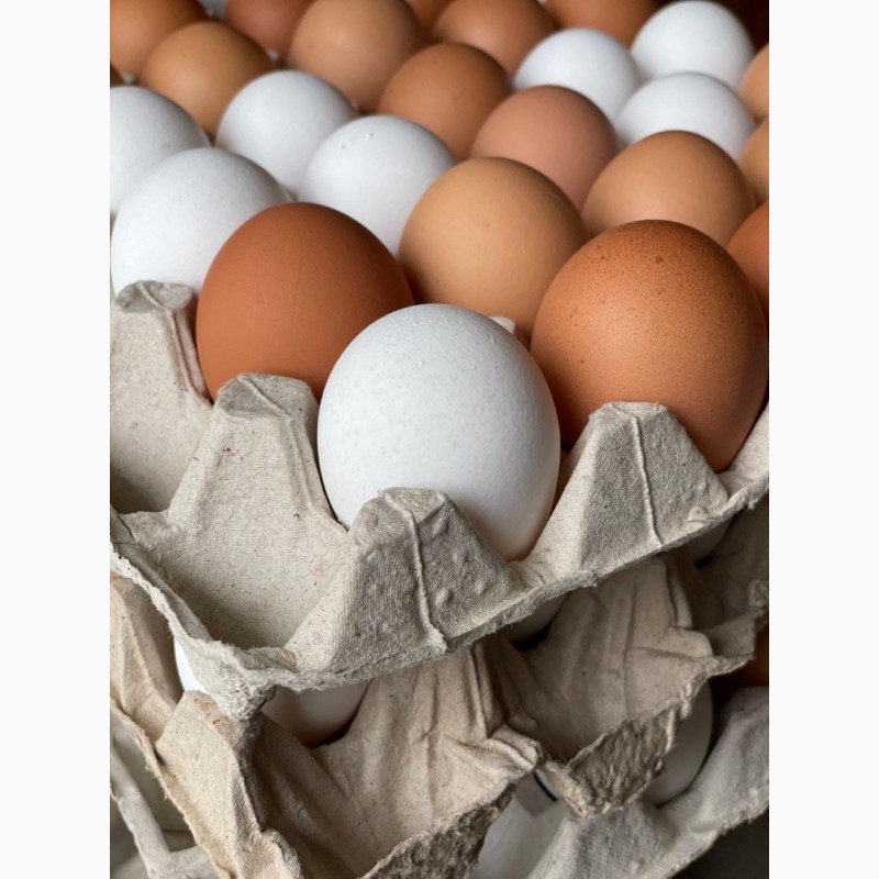 Фото 5. Екологічно чисті яйця домашніх курей розміром C1