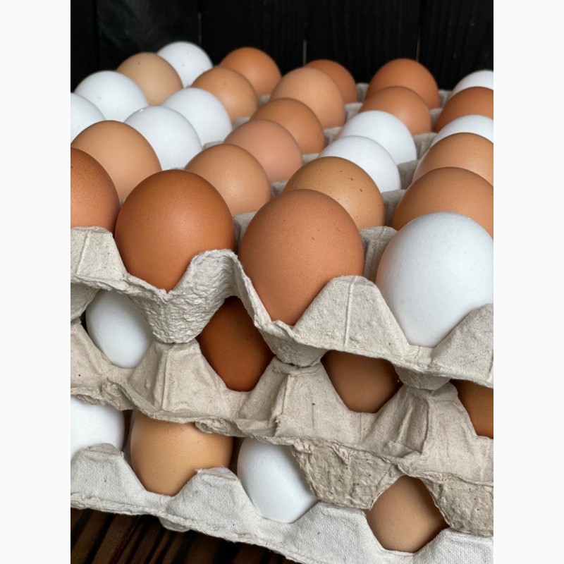 Фото 6. Екологічно чисті яйця домашніх курей розміром C1