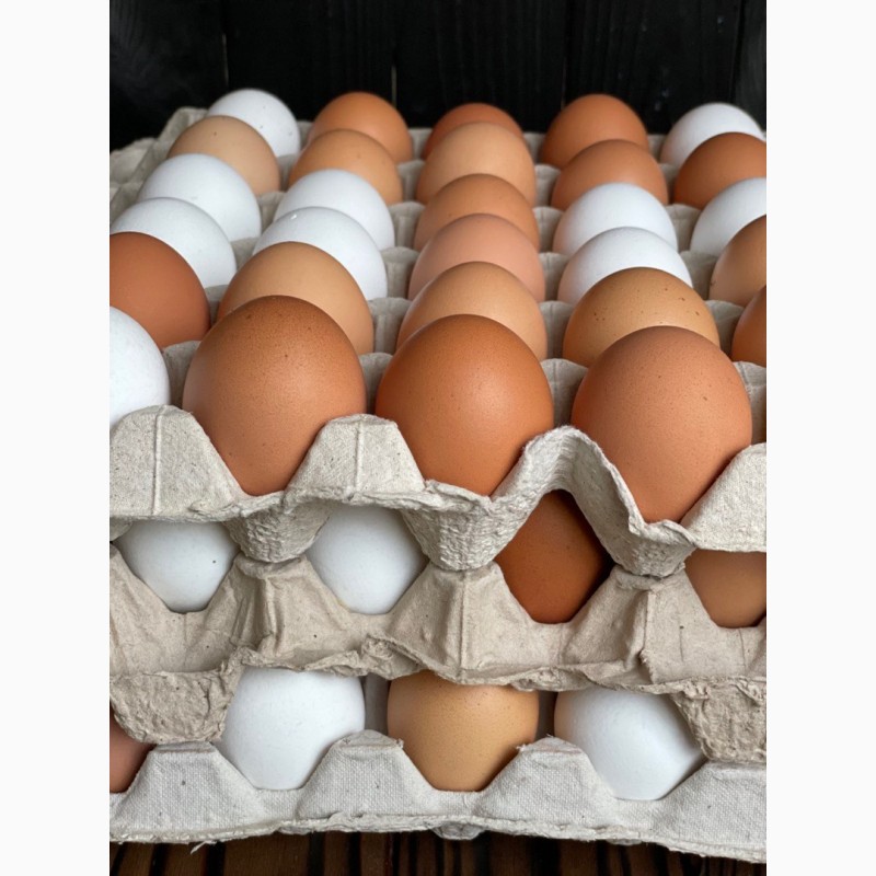 Фото 7. Екологічно чисті яйця домашніх курей розміром C1