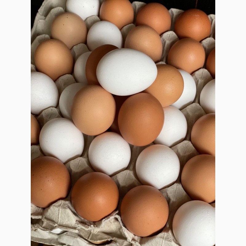 Фото 9. Екологічно чисті яйця домашніх курей розміром C1