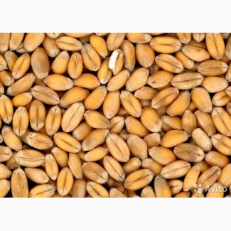 Продам пшеница. 2021 урожай 8501 грн/тонна. 24 тонны