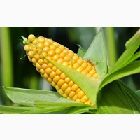 Сушіння кукурудзи (ПДВ)
