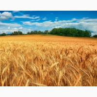 Закупляємо пшеницю ( 2/3/4 клас) Сумська область