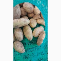 Продам картоплю Єгипет