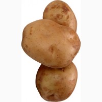 Закуповуємо молоду картоплю оптом по всій Україні потрібен об#039;єм від 20 тон