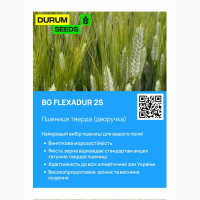БГ Флексадур 2С / BG Flexadur 2S пшениця тверда дворучка. Насіння пшениці Durum Seeds