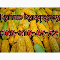 Куплю Кукурудзу в любих обємах