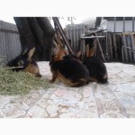 Продам кролики племенные черно-огненные