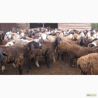 Продам овец курдючных пород