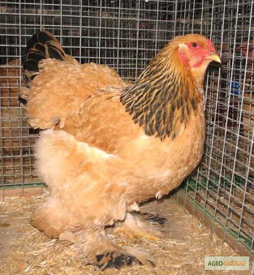 Инкубационные яйца Брамы, белых индюков, перепелов, суточная птица