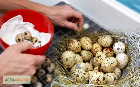 Фото 2. Инкубационные яйца Брамы, белых индюков, перепелов, суточная птица