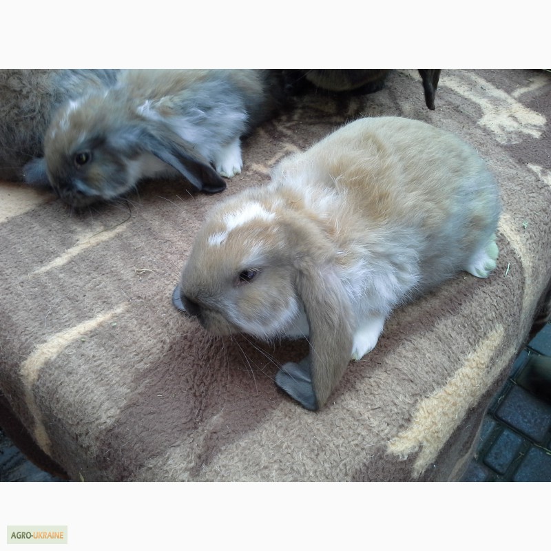 Фото 2. Кролики порода французский баран