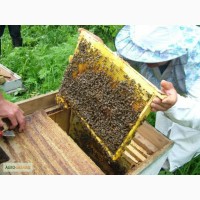 Продам пчелиные семьи 1500грн