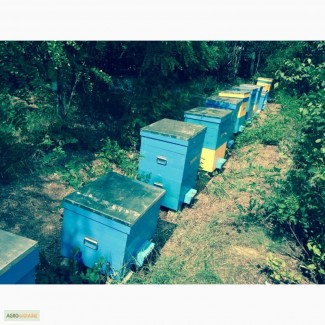Срочно пасека 25 пчелосемей все новое