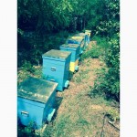 Срочно пасека 25 пчелосемей все новое