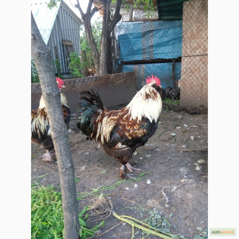 Фото 4. Фавероли, петухи, куры, цыплята, яйца