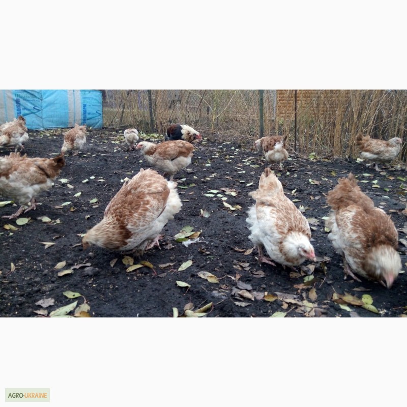 Фото 3. Фавероли, петухи, куры, цыплята, яйца