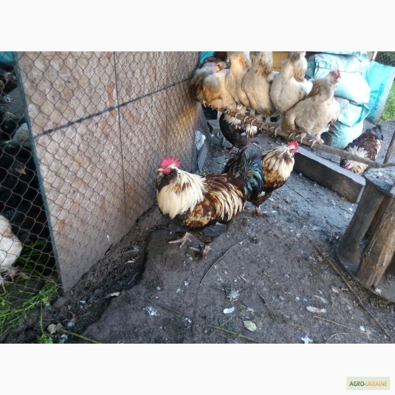 Фото 5. Фавероли, петухи, куры, цыплята, яйца