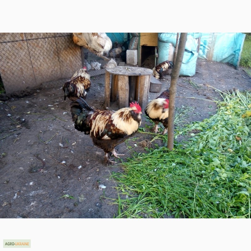 Фото 6. Фавероли, петухи, куры, цыплята, яйца