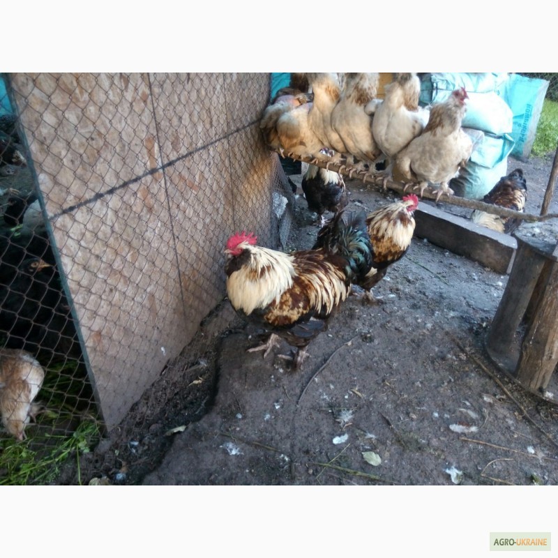Фото 7. Фавероли, петухи, куры, цыплята, яйца