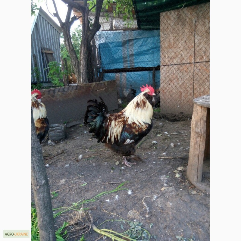 Фото 8. Фавероли, петухи, куры, цыплята, яйца
