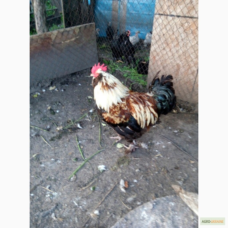 Фото 9. Фавероли, петухи, куры, цыплята, яйца