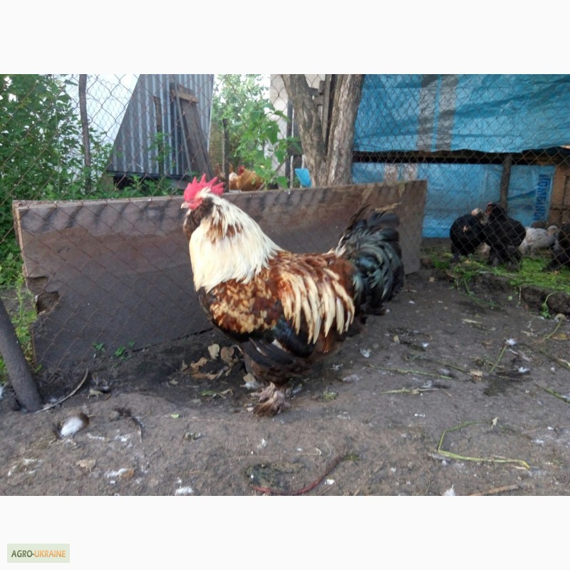 Фото 10. Фавероли, петухи, куры, цыплята, яйца