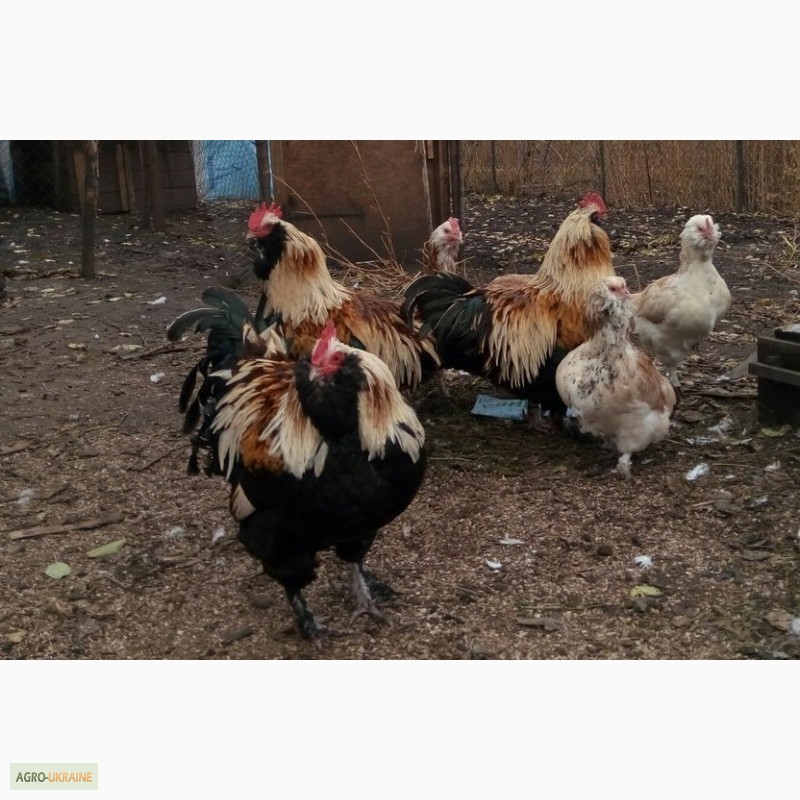Фото 2. Фавероли, петухи, куры, цыплята, яйца