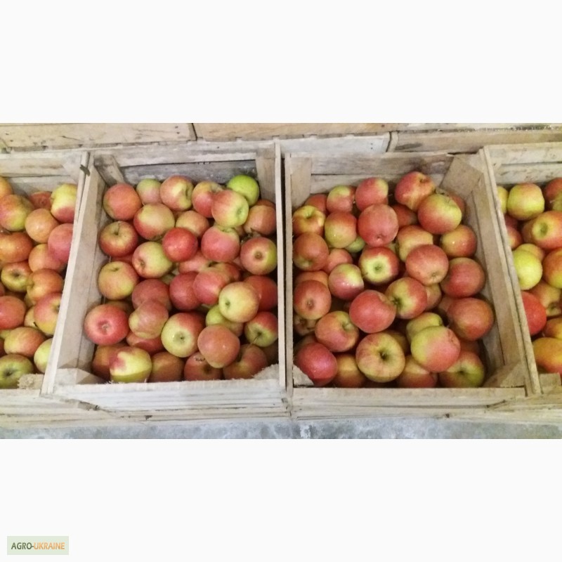 Фото 9. Фермерське господарство реалізовує яблука з газових камер