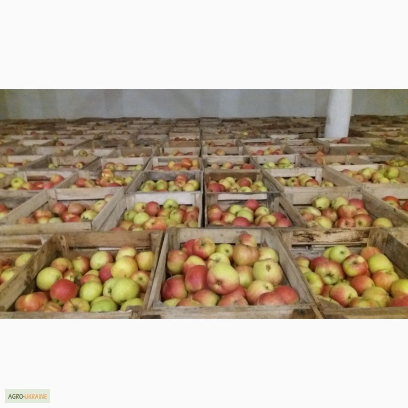 Фото 10. Фермерське господарство реалізовує яблука з газових камер