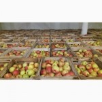 Фермерське господарство реалізовує яблука з газових камер