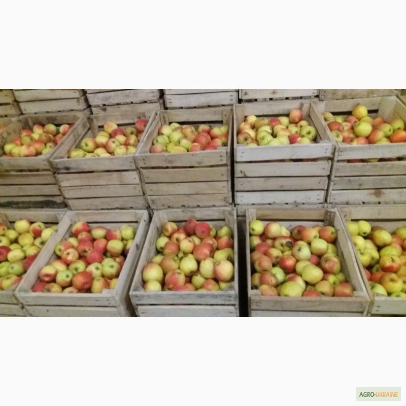 Фото 12. Фермерське господарство реалізовує яблука з газових камер
