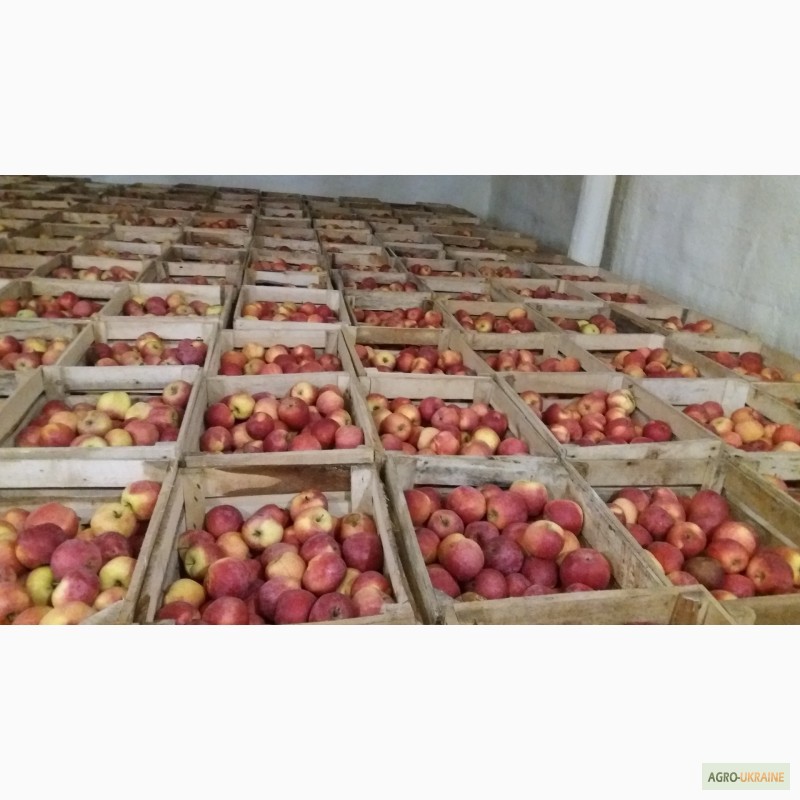 Фото 2. Фермерське господарство реалізовує яблука з газових камер