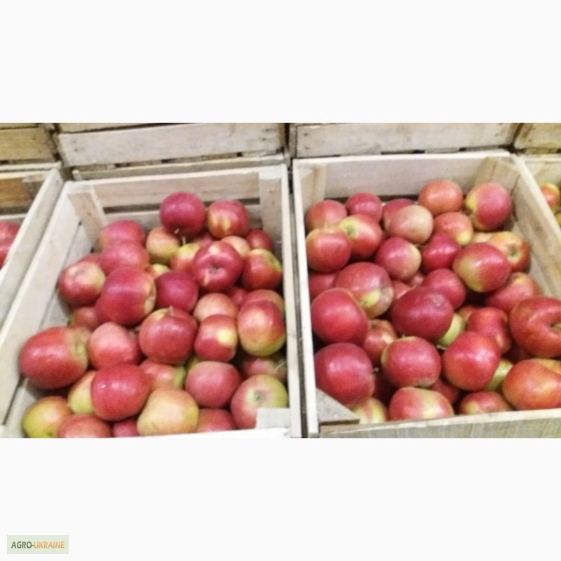 Фото 3. Фермерське господарство реалізовує яблука з газових камер
