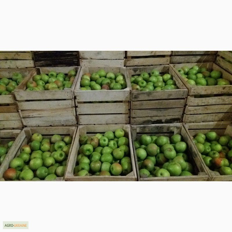 Фото 4. Фермерське господарство реалізовує яблука з газових камер
